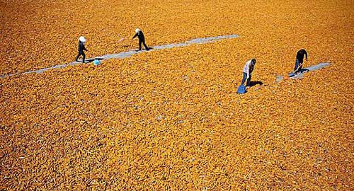 中国今年调减玉米种植面积3000万亩 13年来首